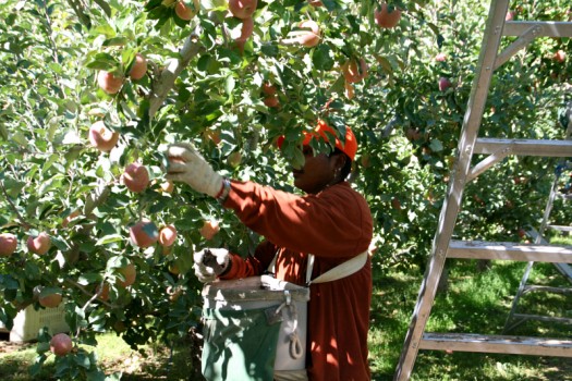 Ismael Garcia-Colon: “How to Pick Apples – Colonialism, Race, and Citizenship in the Formation of the Puerto Rican Migrant Farm Labor Force in the United States”